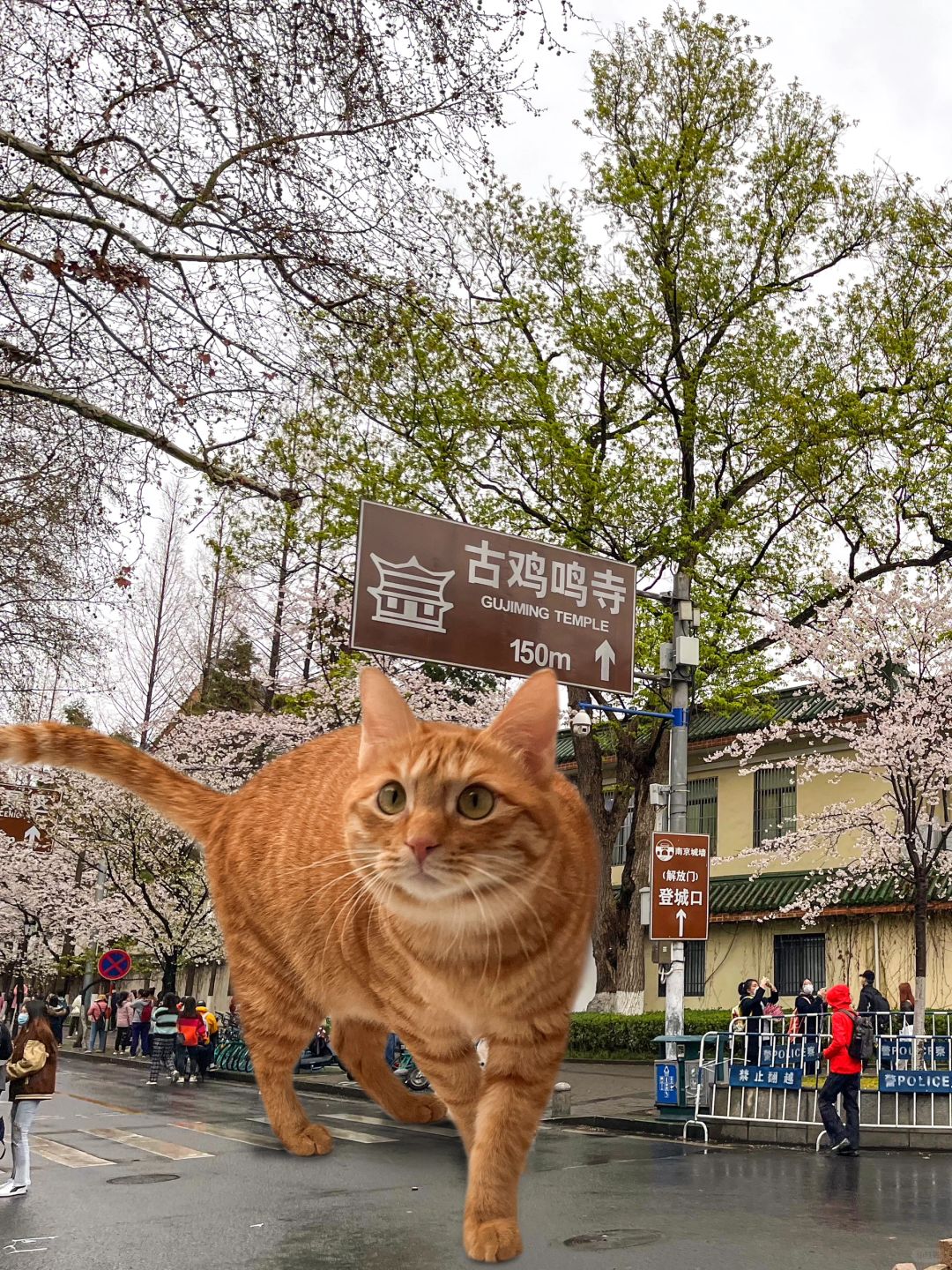 快看～是大海🍊南京也太美了吧🌸