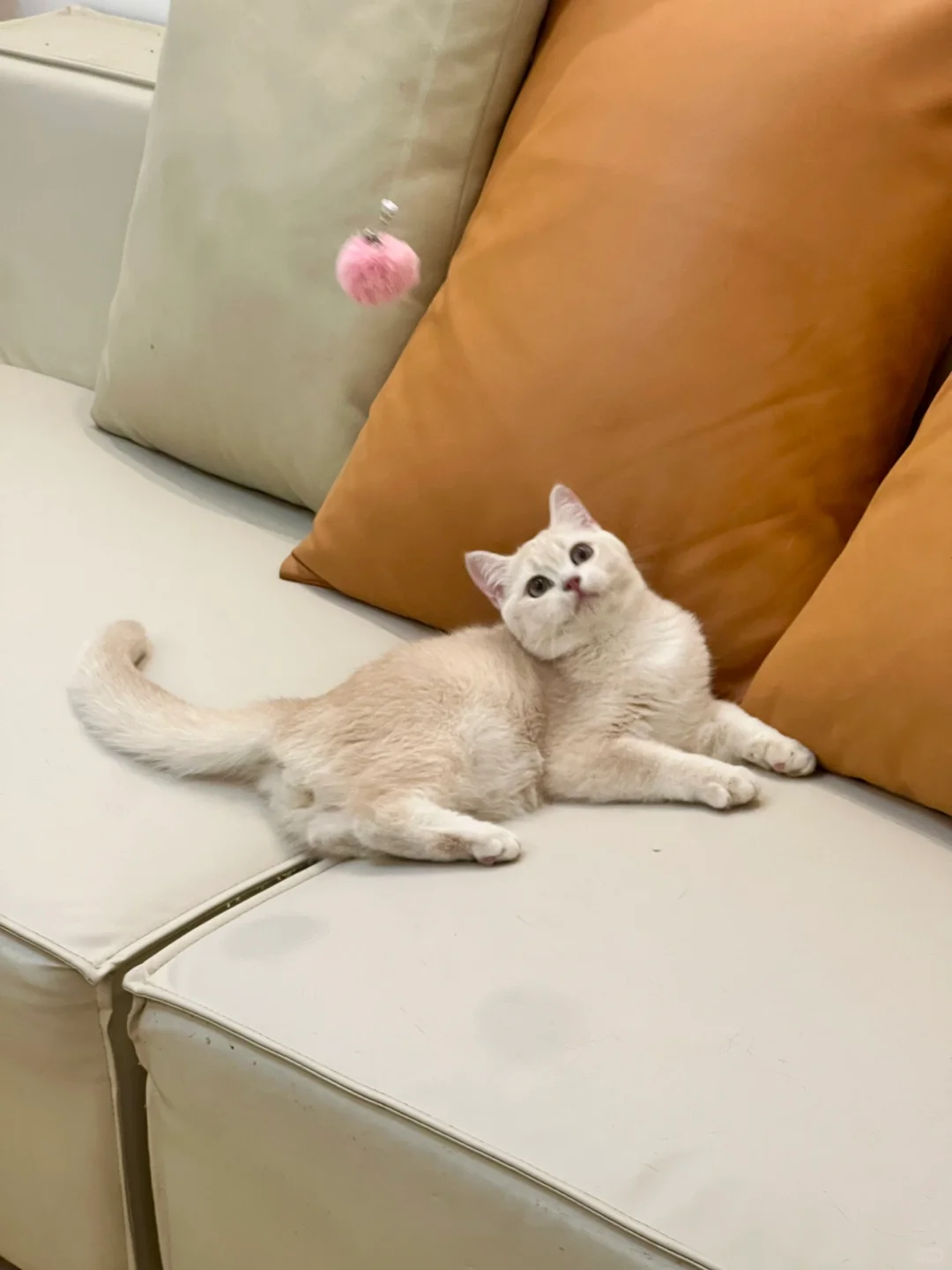 🇭🇰HK買貓💛五粉紫金BB～價錢合適