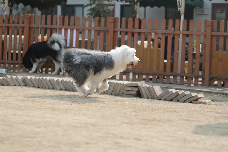 上海有位女子花一万二送宠物狗去上“贵族幼儿园”，这还没算上伙食费，着实令人感慨。