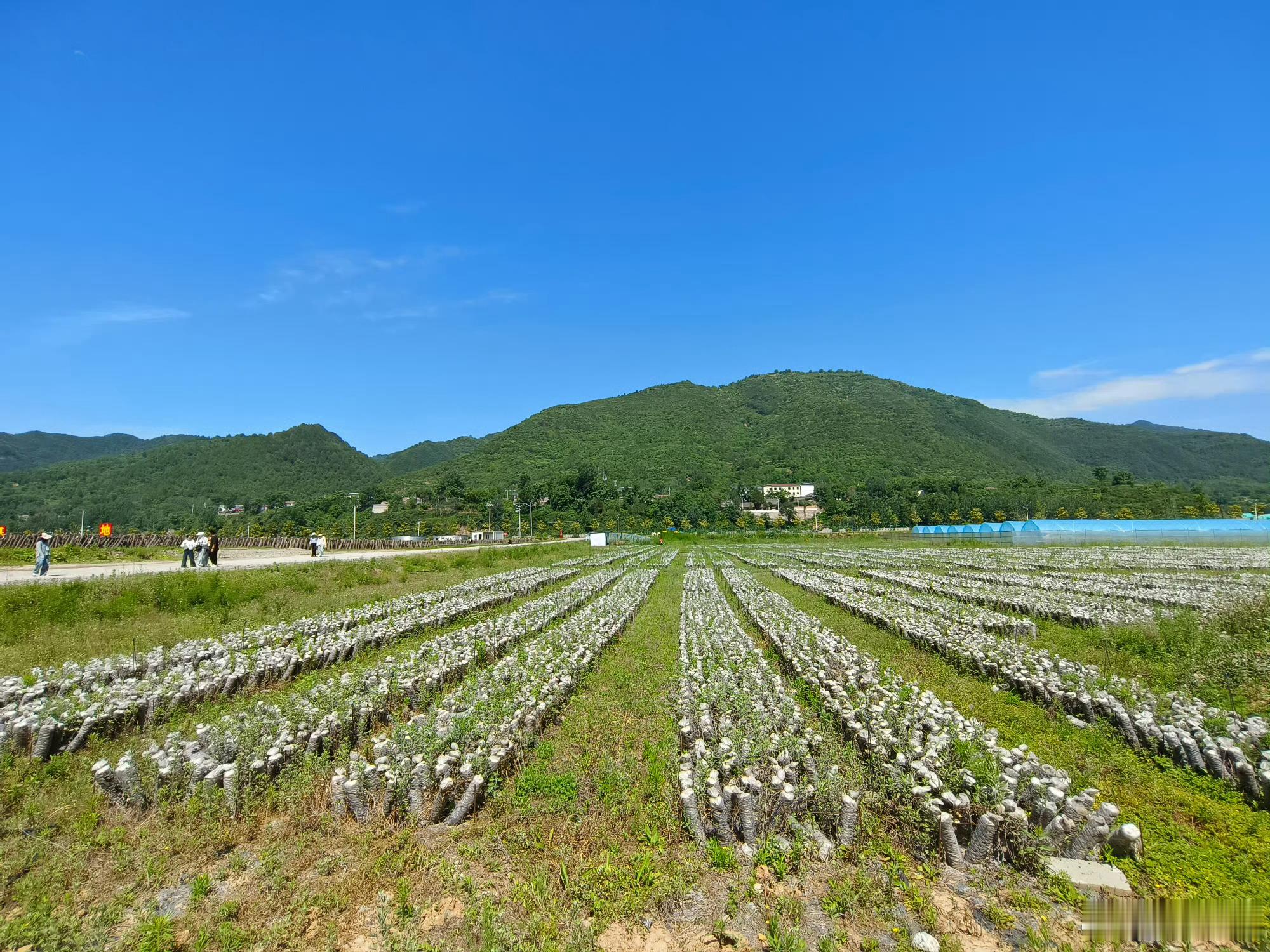 甘肃两当生态兴菌路从深山走向世界的绿色名片两当的黑木耳与香菇已走出国门，进入欧洲