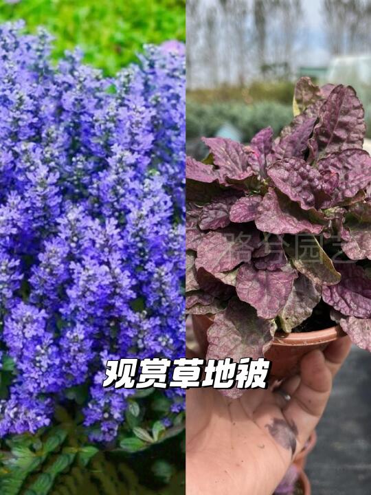 🌿耐寒又高级的小香风草地🌺