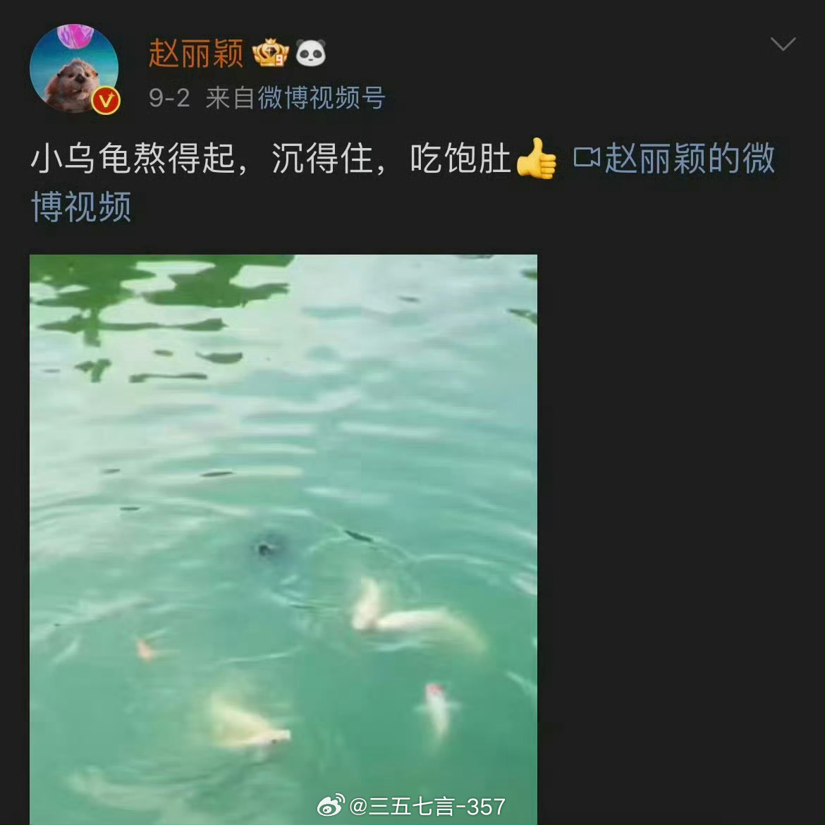 小乌龟，熬的起，沉得住，吃饱肚👍 