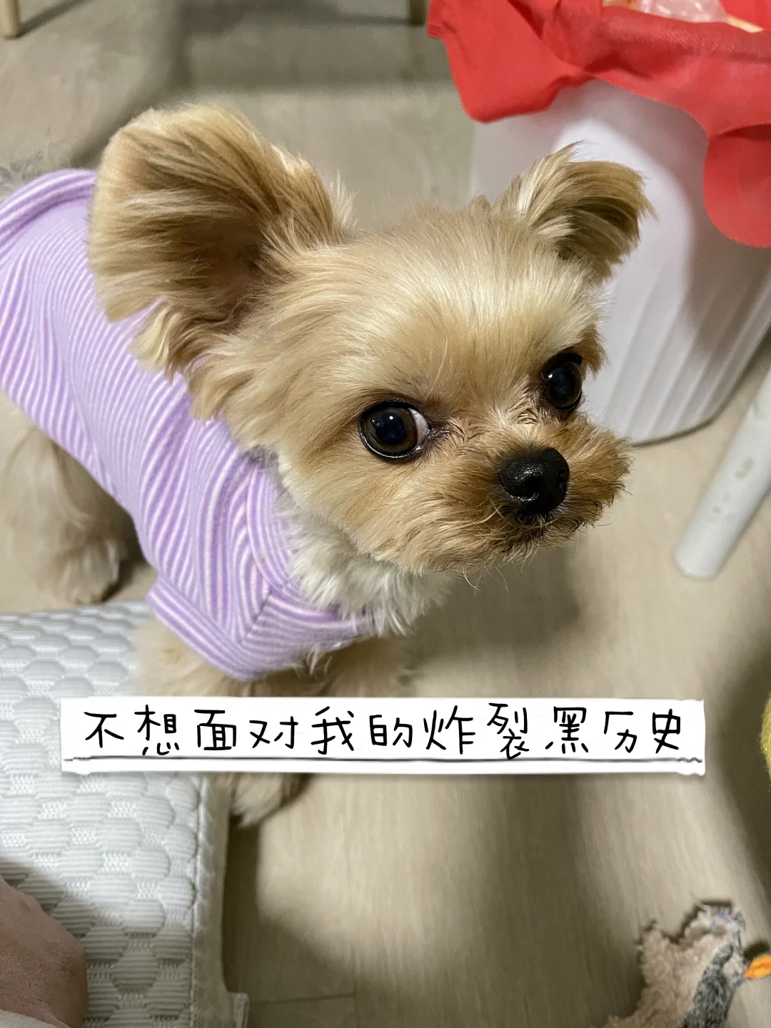 自己给小狗剪毛丑容的炸裂黑历史🤯