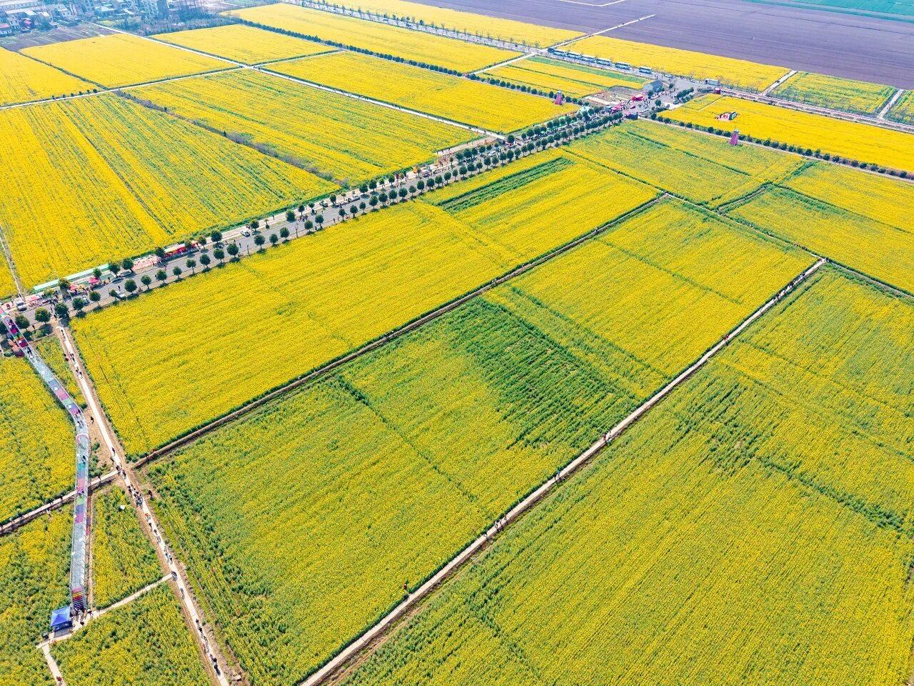 武汉超大油菜花海美爆啦！就在本周六（3月7日），蔡甸消泗油菜花海景区正式开园，开