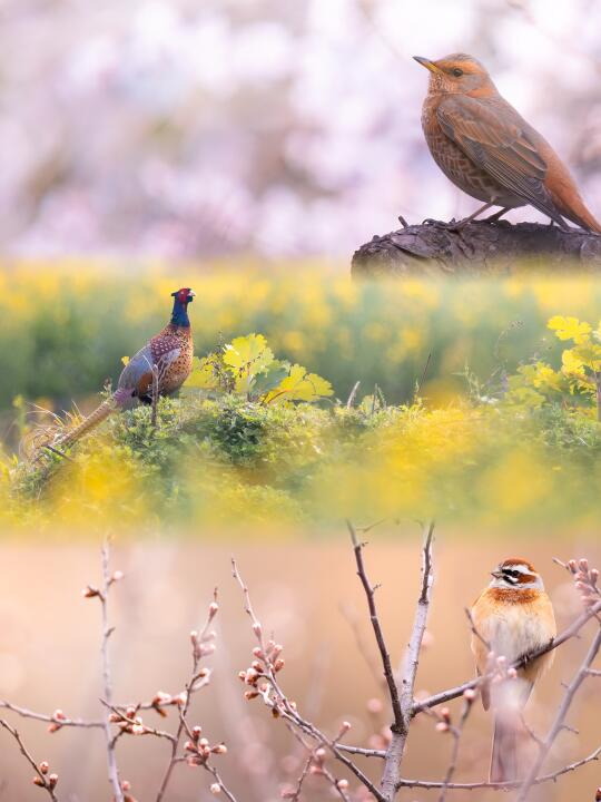 “每一只小鸟都会为春日驻足”