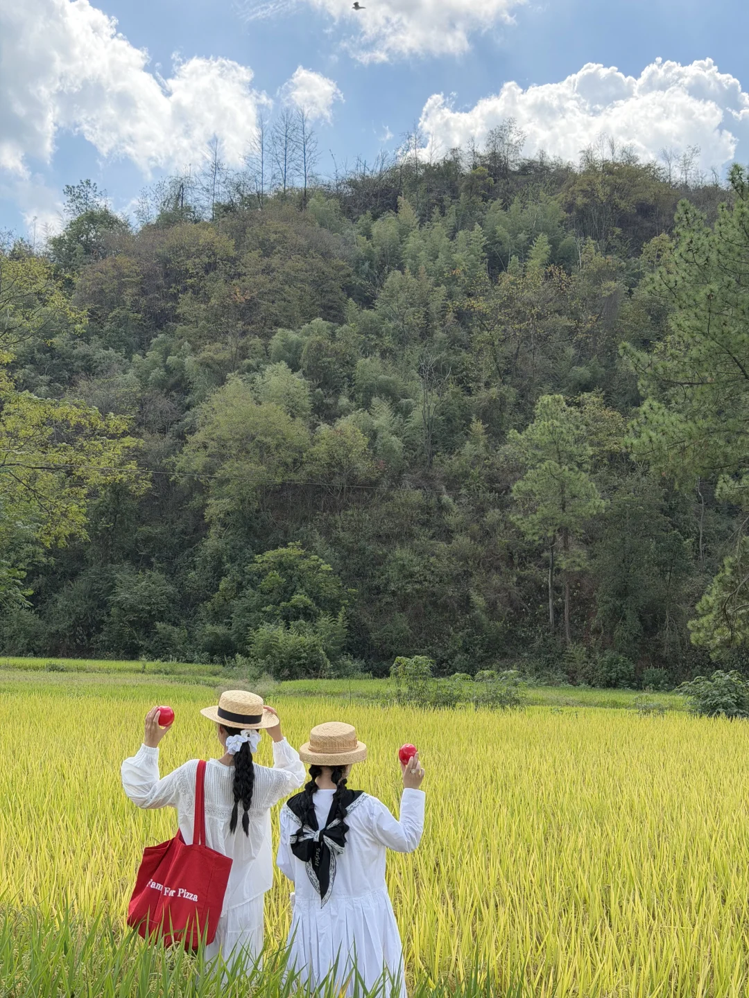 距离赣州🚗15min咖啡拍到了人生绝美稻田🌾