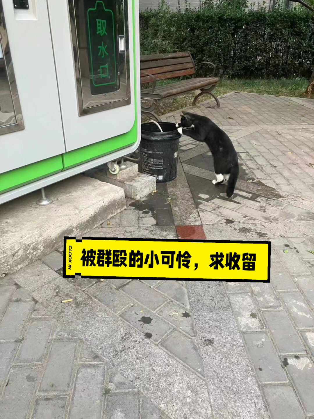 被主人抛弃特别粘人的猫找领养，北京