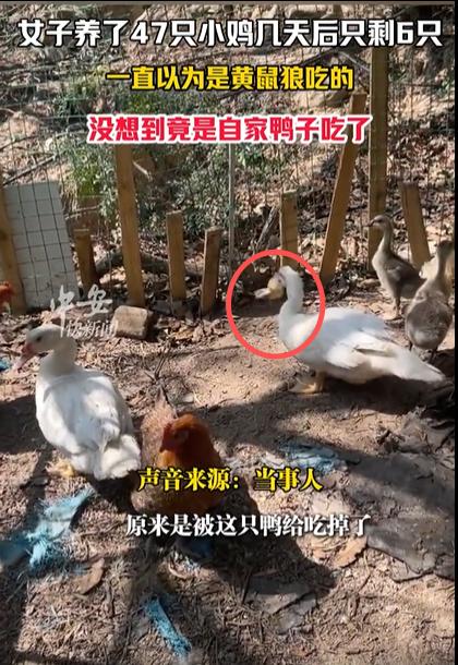 福建厦门，女子养了47只小鸡，几天后只剩6只，尸体都没有找到。她一直以为是黄鼠狼