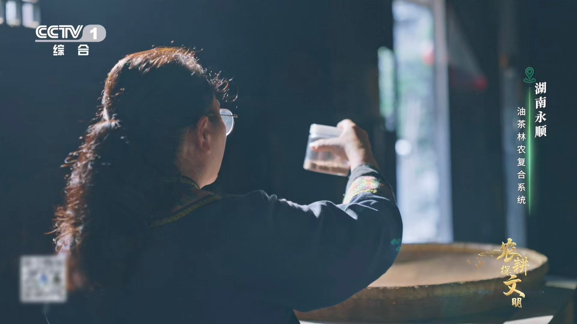 油茶榨干成了洗头神器 油茶果走完榨油一生，渣滓在茶枯里二次成神。碾碎入水，亿万茶