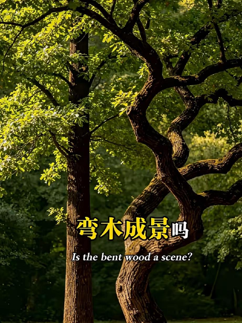 很喜欢一句古人通透的处世箴言：
直木成材，弯木成景，人生百态，各有归途。
 
木