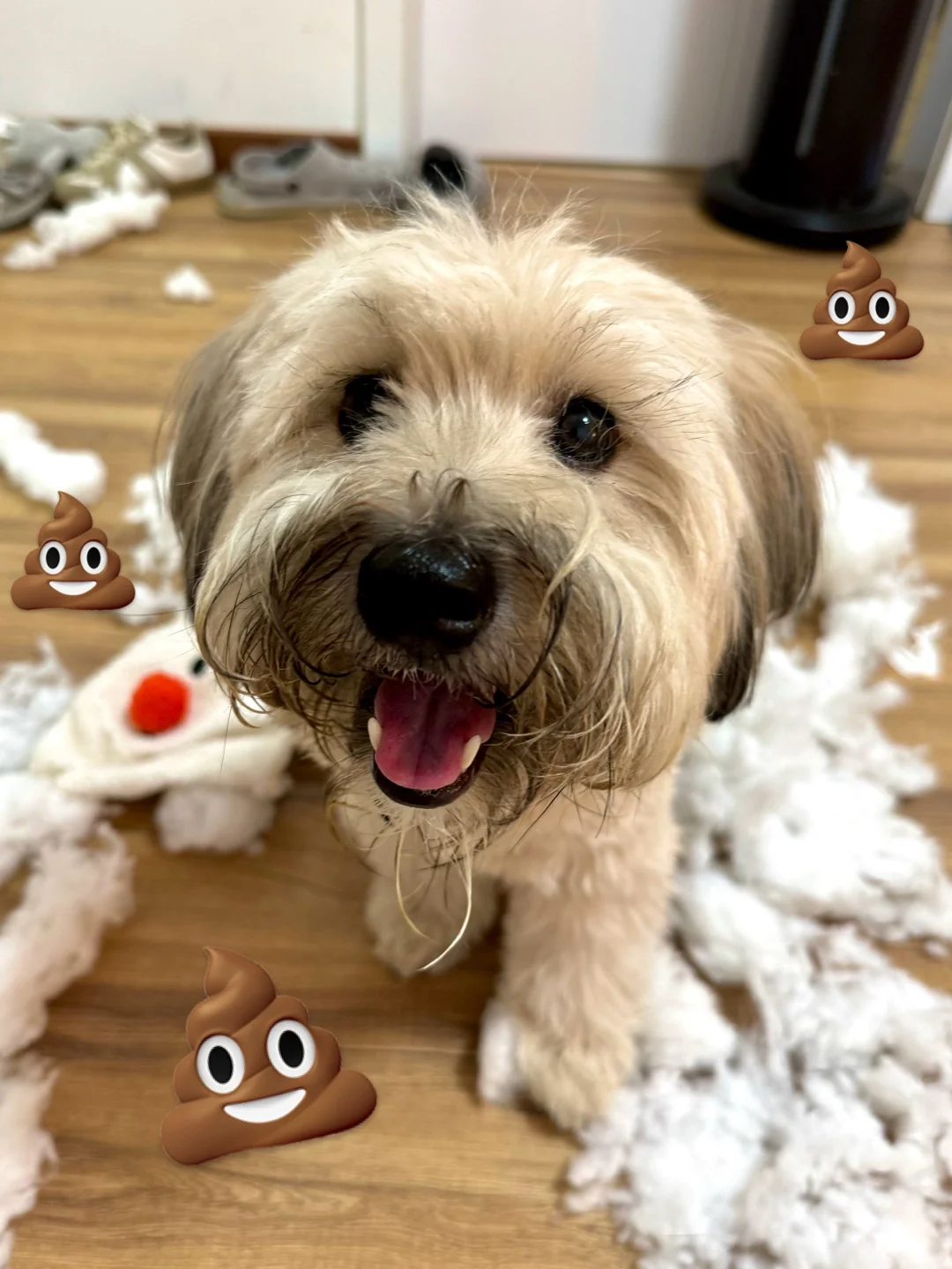 拆家就算了 你还踩的满屋都是💩！！！！