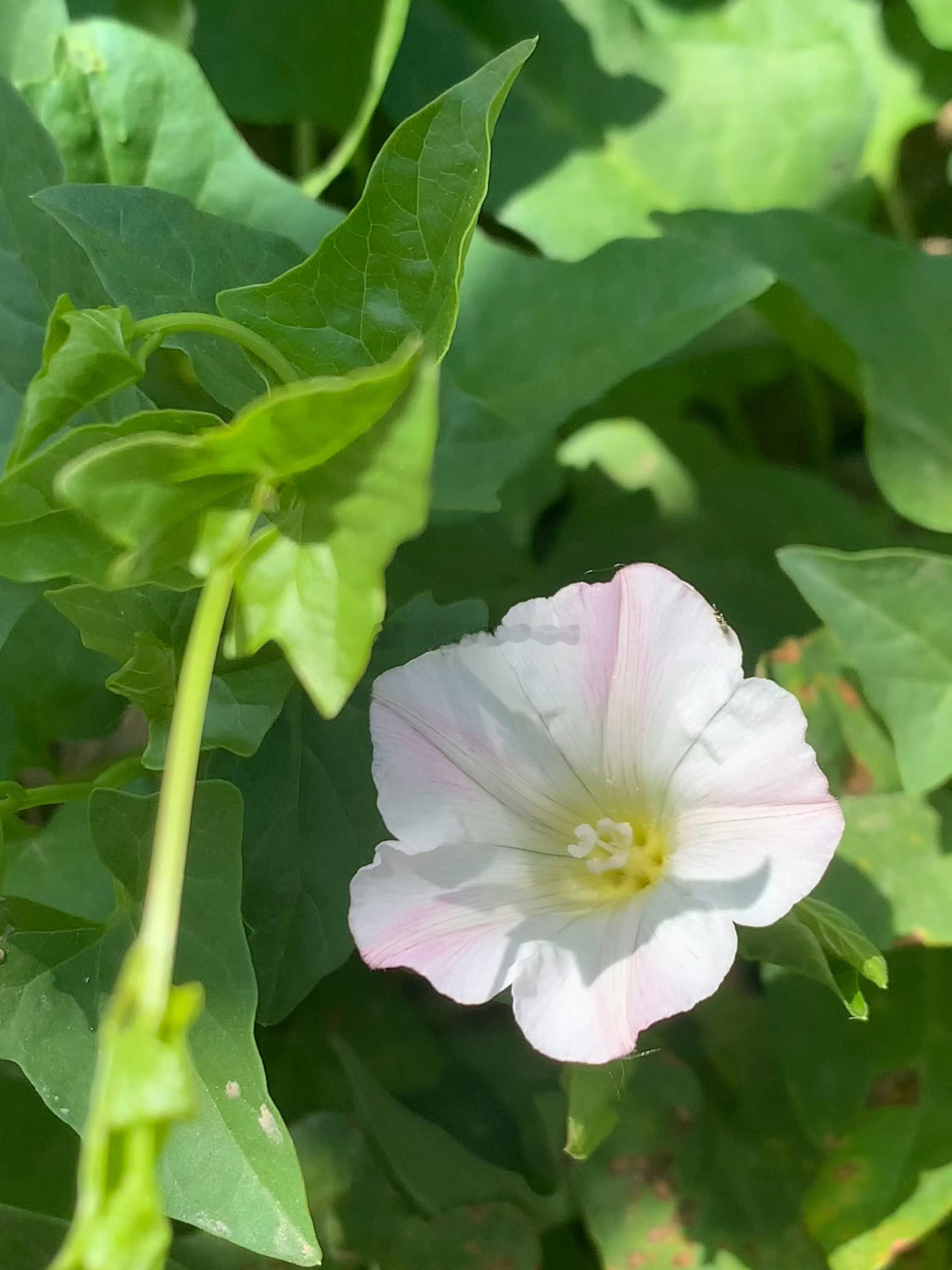 夏日碎片加载完毕。随手摘的小花，也能给生活添上一笔温柔。普通的日子，也藏着独属于