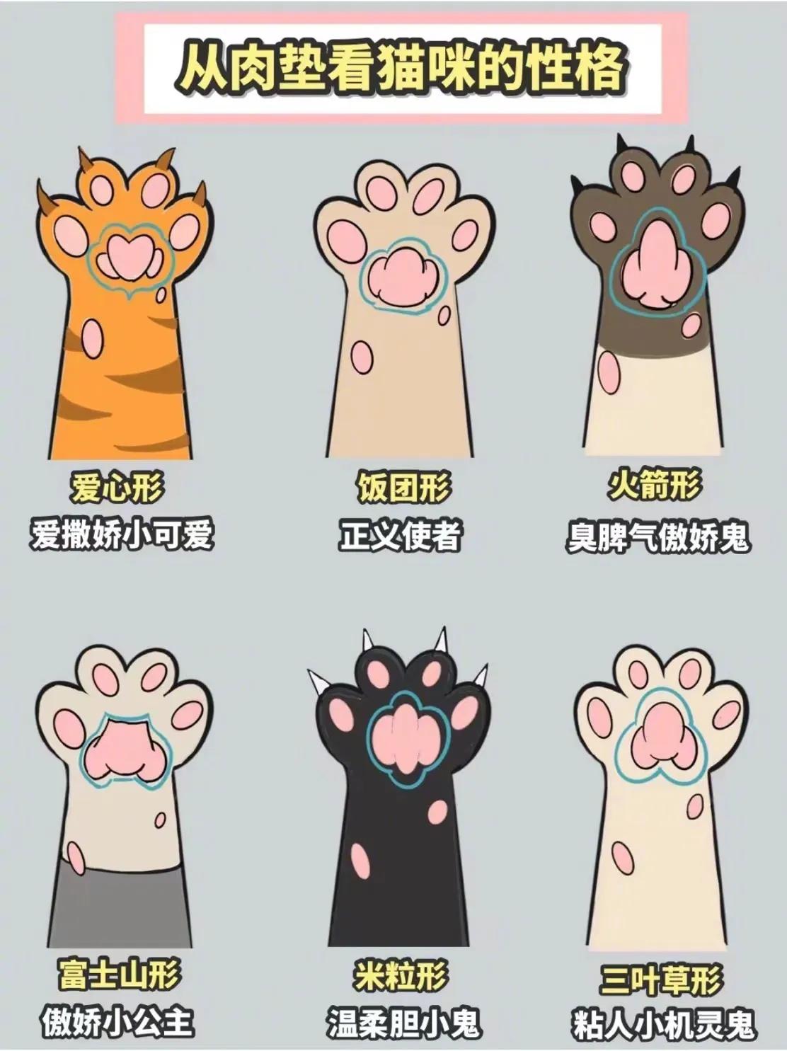 原来猫咪和狗狗的肉垫形状可以看出不同的性格！