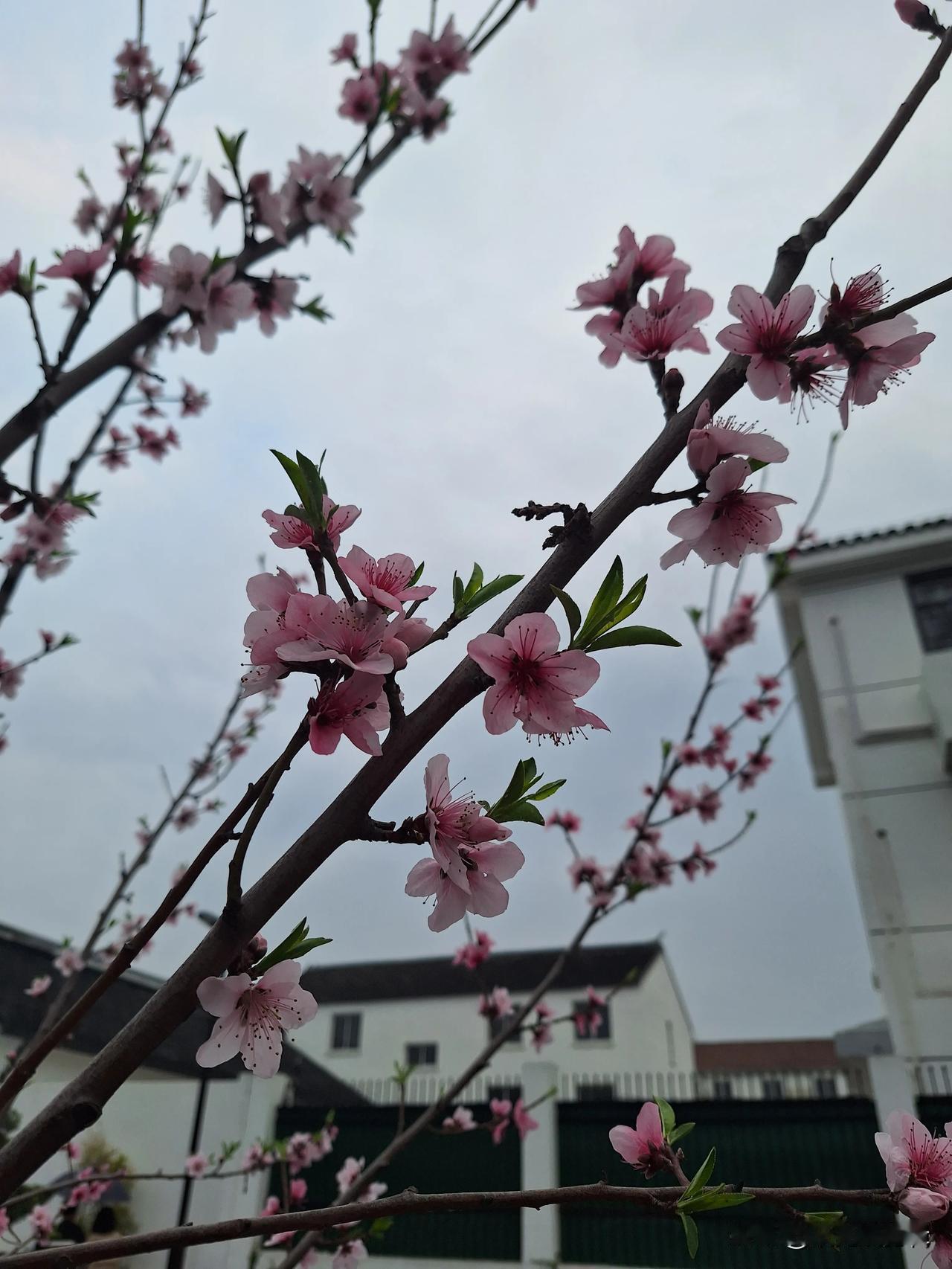 #收集春天的花#春天，万物复苏的季节，坐标苏州，留下你的足迹，看看你城市都有什么