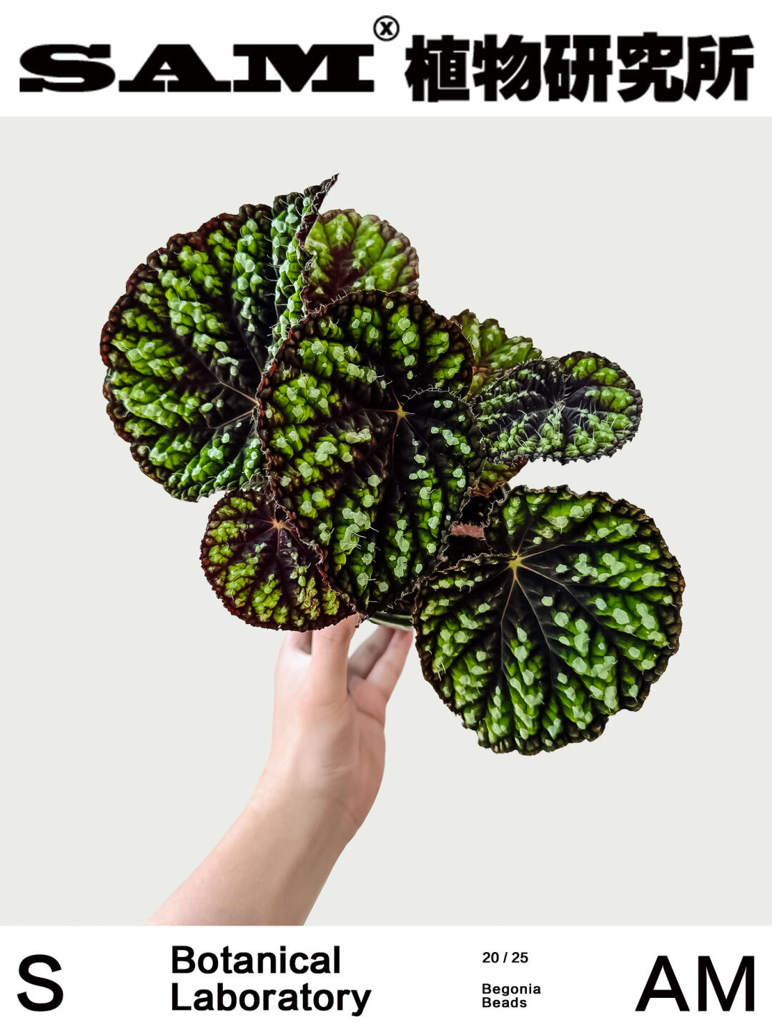 珠子秋海棠｜Begonia Humilis