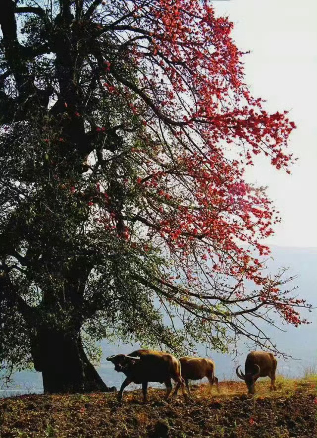 四川 · 攀枝花那么悠闲那么美，真的想去这个阳光花城度假、养老、悠闲地活着…… 