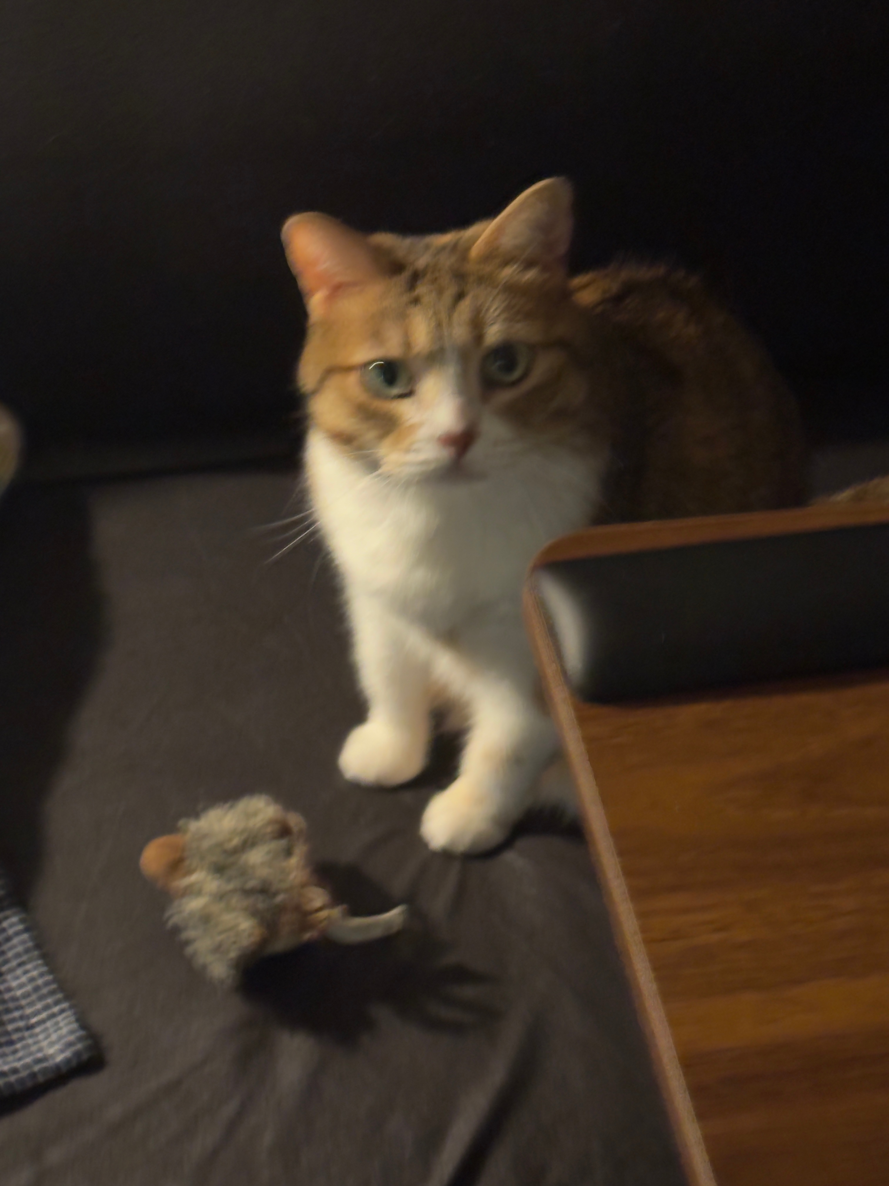 你凭什么身材羞辱小猫！所有人都会把沙发踩出四个小坑的！所有猫所有狗都会把沙发这样