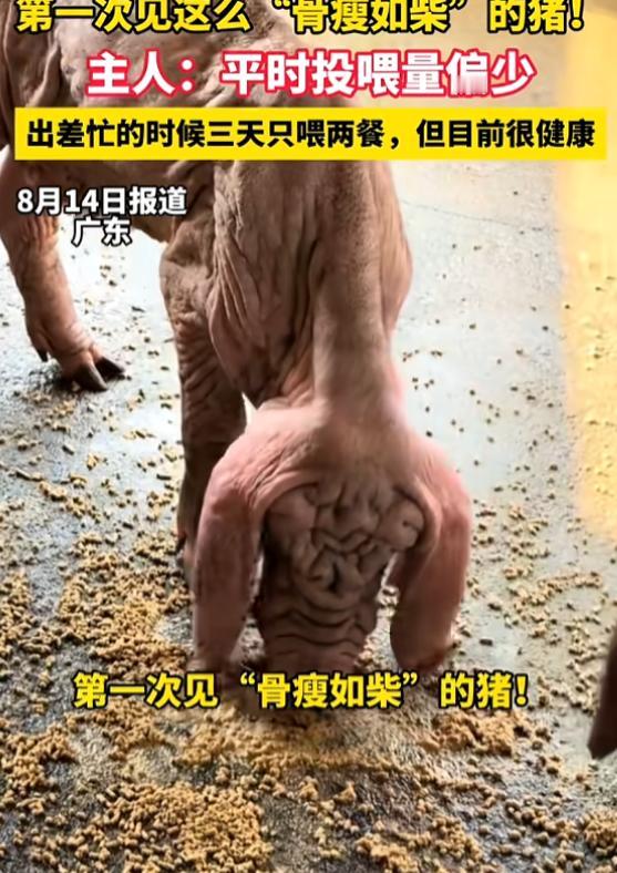 “真是开眼了！”8月14日报道，广东，一男子养了头猪，这只猪和其他猪不一样，它骨