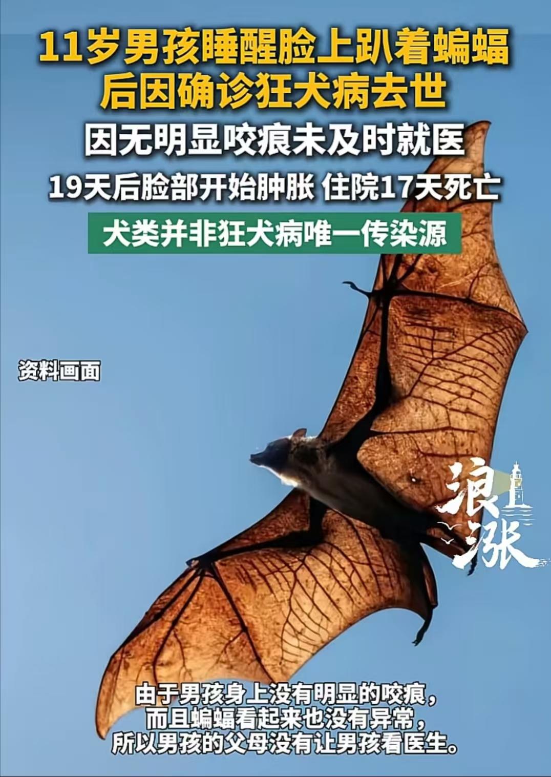 11岁加拿大男孩睡觉时一只蝙蝠趴在他脸上，后因确诊狂犬病去世。当时脸上无明显要和