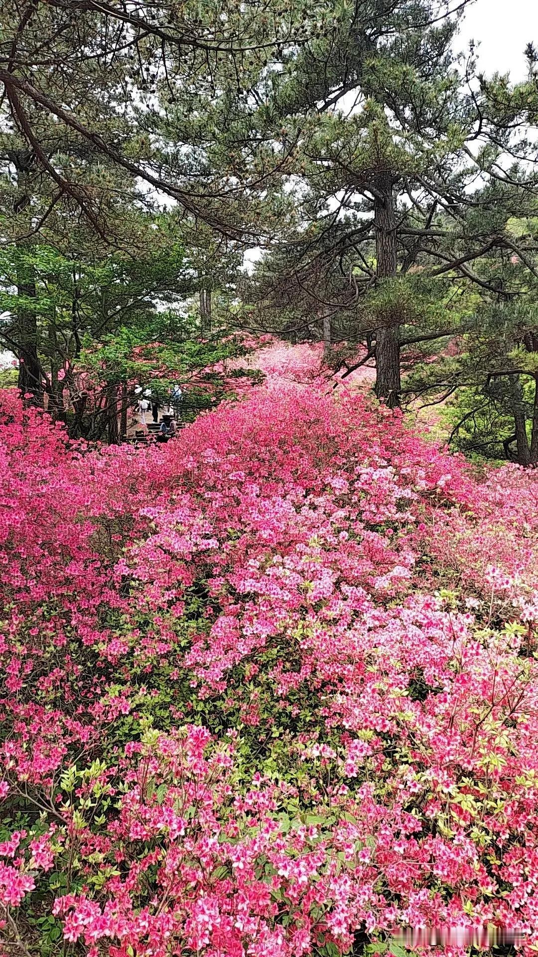 麻 城 龟 峰 山 杜 鹃 花 盛 开