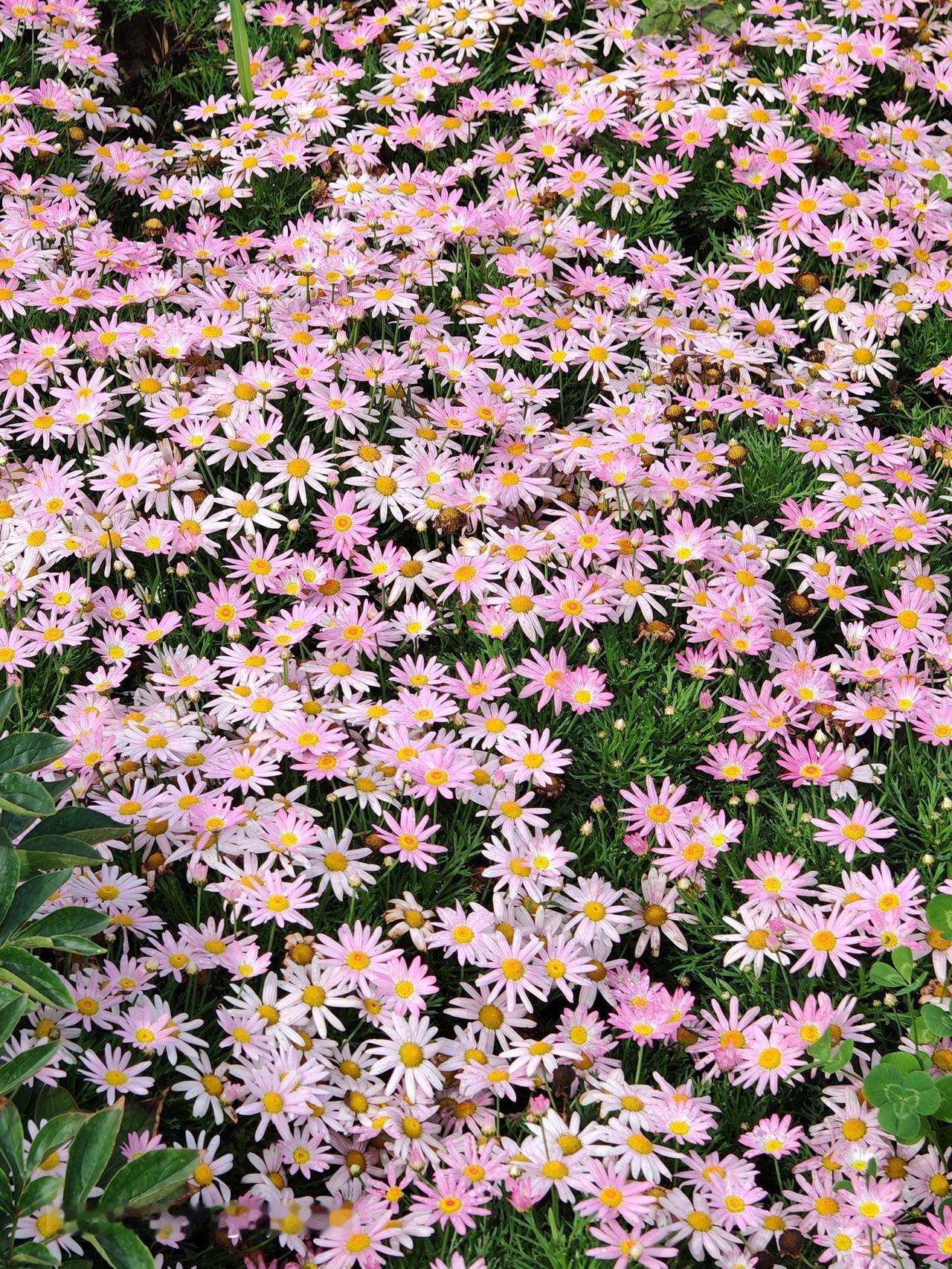 福园公园里的花很漂亮京华