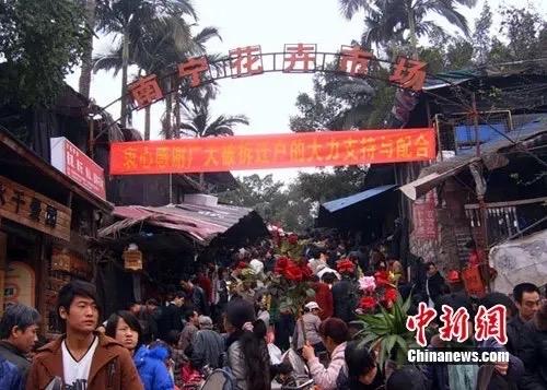 节后捡漏！广西花鸟市场人气爆棚，年宵花半价带回家

春节虽已远去，但广西花鸟交易