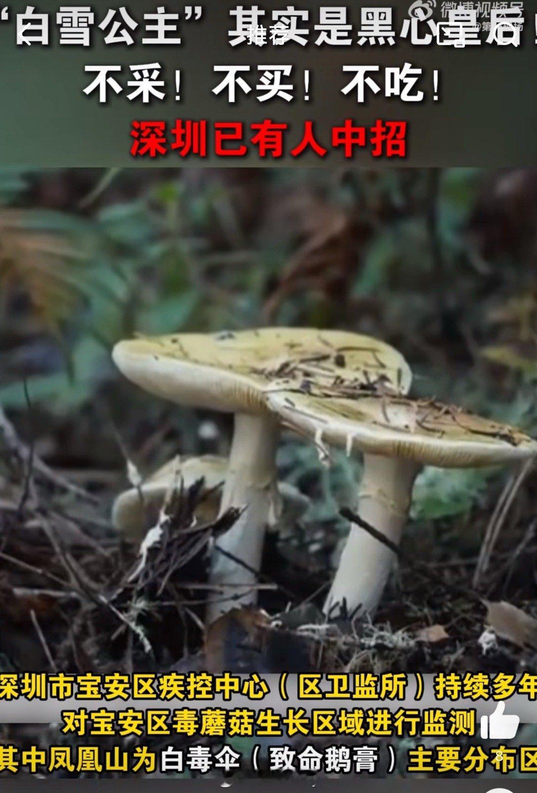 广东蘑菇界毒王已上线深圳凤凰山惊现毒王白毒伞 最近深圳气温上升，空气湿度高，经常