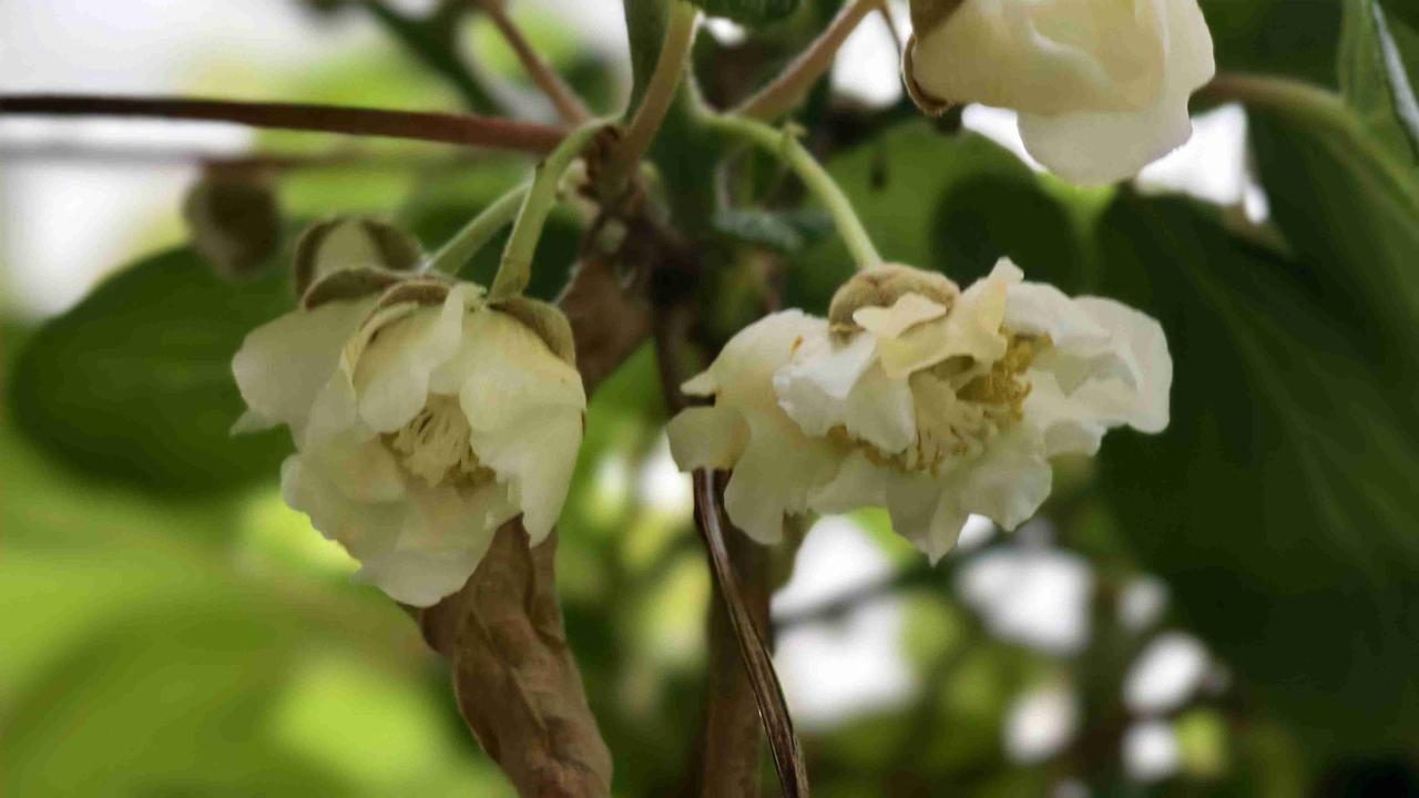 猕猴桃🥝，今天开花了，太晚吗？邻居家的猕猴桃，20天前就开花，每天经过我家，都