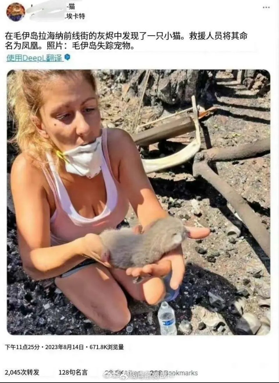 熟悉的剧本，夏威夷山火救出了一只猫！目前，夏威夷每天清出10人以上的尸体，全岛1