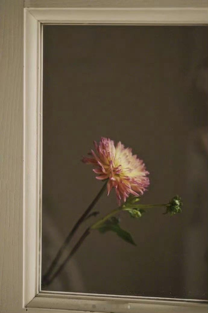 真正的救赎，并不是厮杀后的胜利，而是能在苦难之中找到生的力量和心的安宁。——阿尔