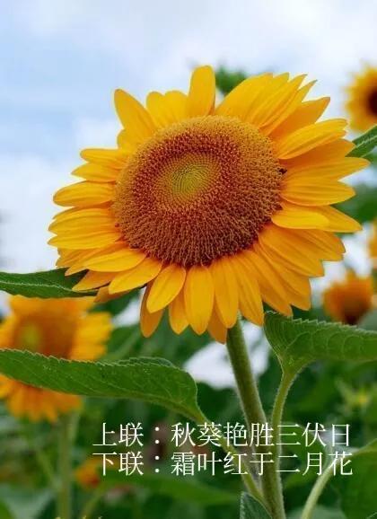 上联：秋葵艳胜三伏日；
下联：霜叶红于二月花。
#下联：霜叶红于二月花，诚邀上联