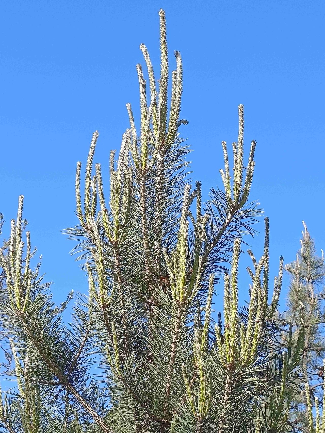 夏日蜜语纪

松枝向上，刺破天空的蓝；柳枝向下，垂钓湖心的绿。

蒲公英的约定早