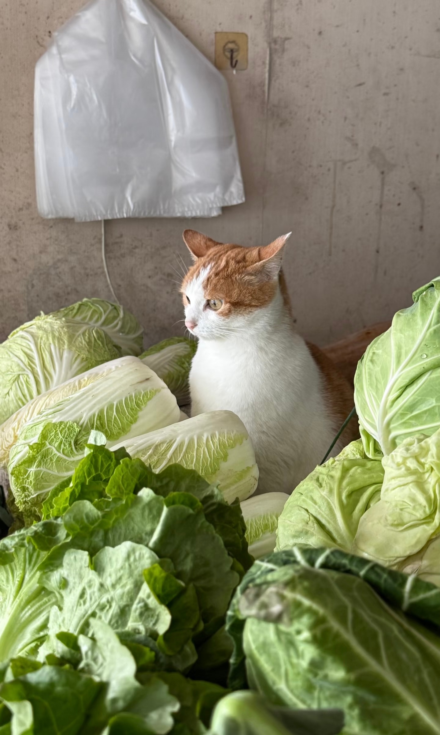 早起帮家里看摊位的猫猫 