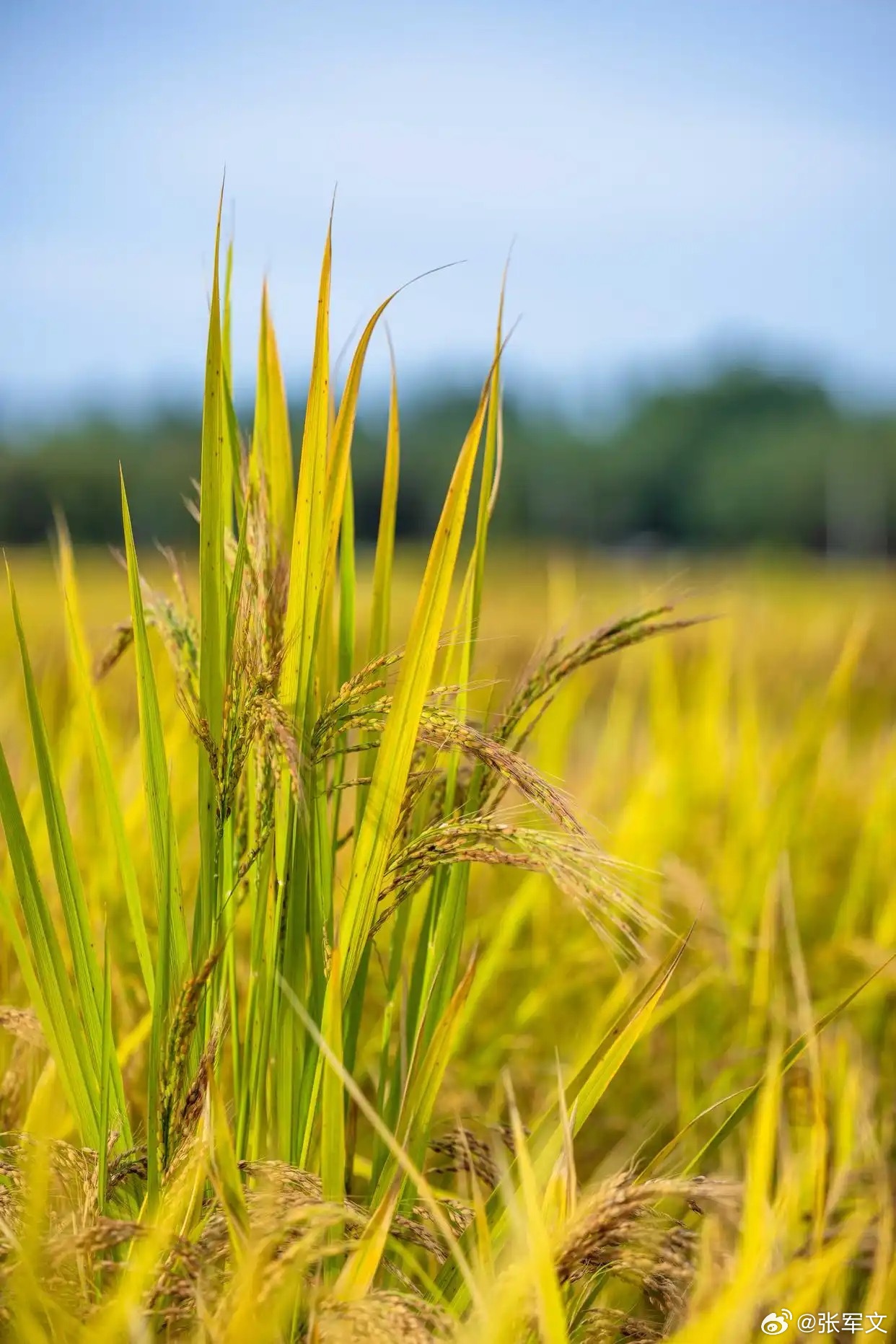 中国科学家培育出长寿水稻 太牛啦！中国科学家成功培育出“长寿水稻”，一次播种就能