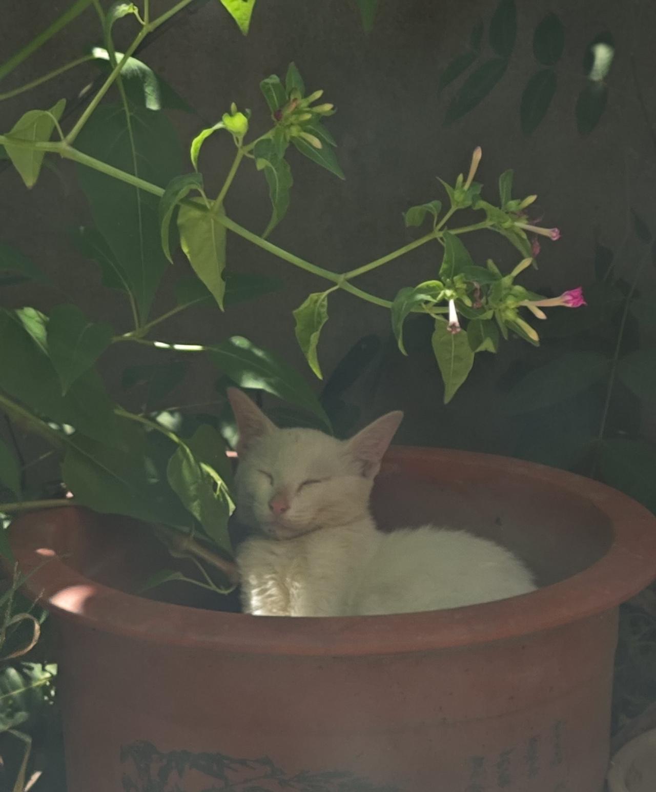 小野猫长大啦！
从5月至今，已经养了半年。当初巴掌大小的小流浪猫，如今都已长大。