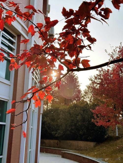 武汉文华学院的红枫林！
红枫林堪称武汉城区规模最大的枫叶景观。这里种植了超万棵枫