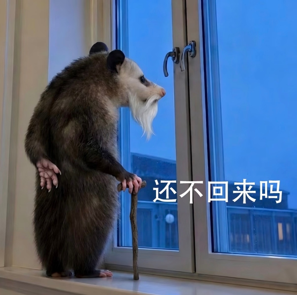 等高嘉辉回来请客的轩姐： 