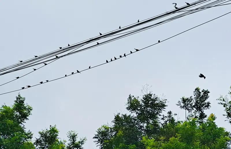 上联：空山闲赏鸟声脆；
下联：幽谷慢听溪水鸣。
