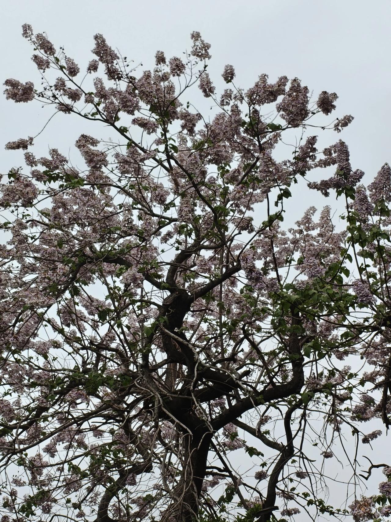 下班，路过，不拍白不拍…泡桐花🌸

合欢树🌲也抽出新芽了…🌱🌱🌱🌱