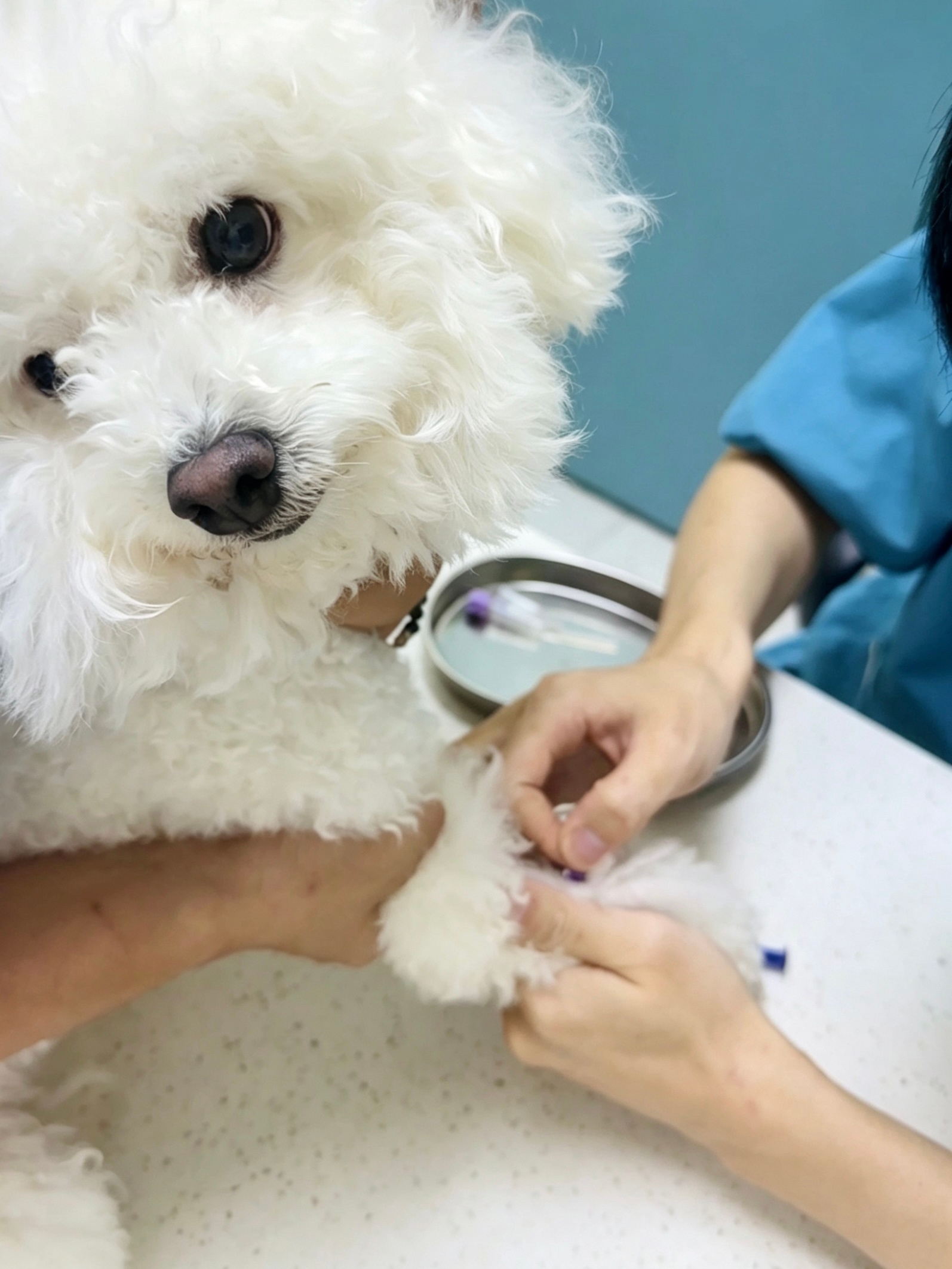 狗子五月月头生病月末生病😭希望六月顺顺利利 
