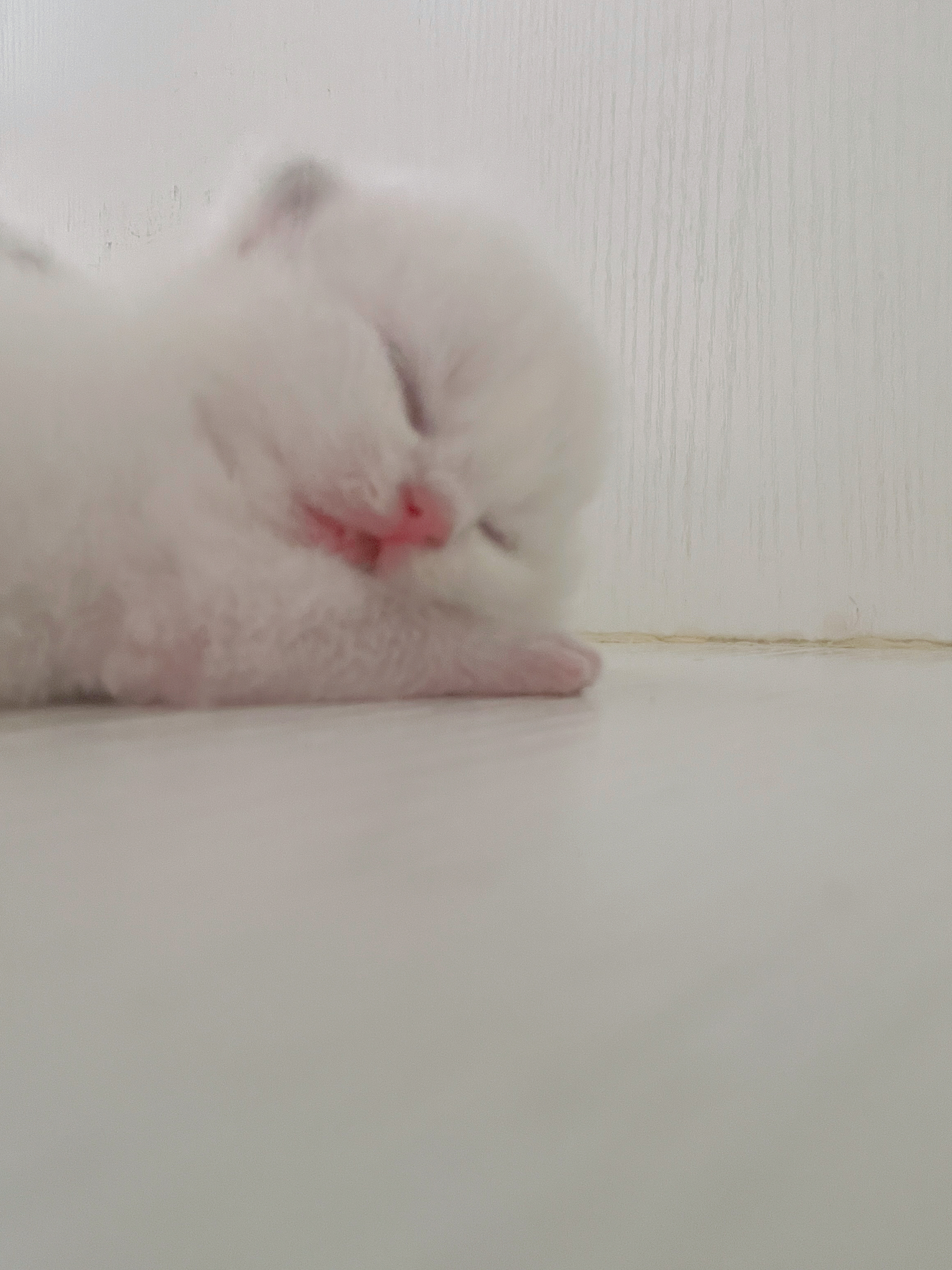 #英短金点色##金点##英国短毛猫# ​​​