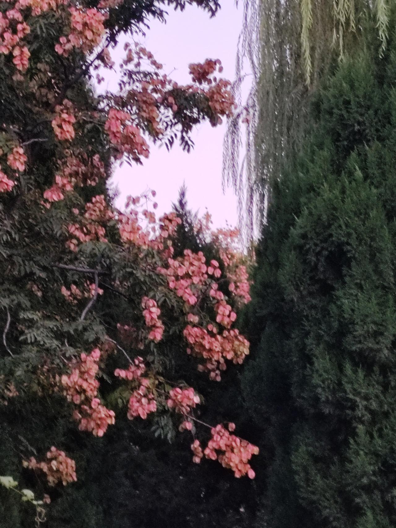 上联：问雨雨不语，诚邀下联看花花无言