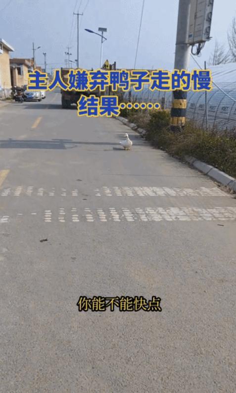 “太不可思议了！”山东寿光一位五十四岁的村民王庆山，家里养了一群鸭子和两只鹅，每
