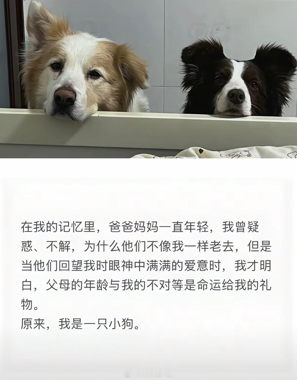 这段话我哭死
