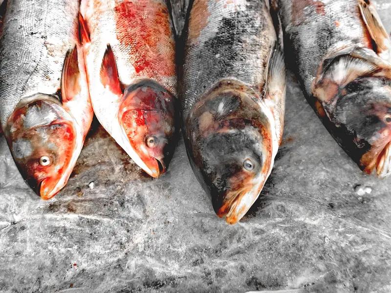 央视曝光活鱼被人为麻醉流向餐桌，这事儿细思极恐啊！商家为了让鱼在运输途中保持鲜活