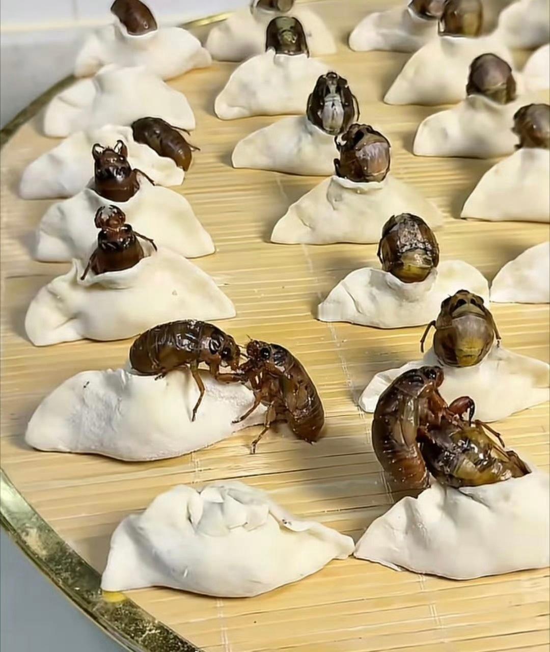包知了猴饺子一转眼馅跑了头一次知道还有这种馅的饺子，有人吃过吗…