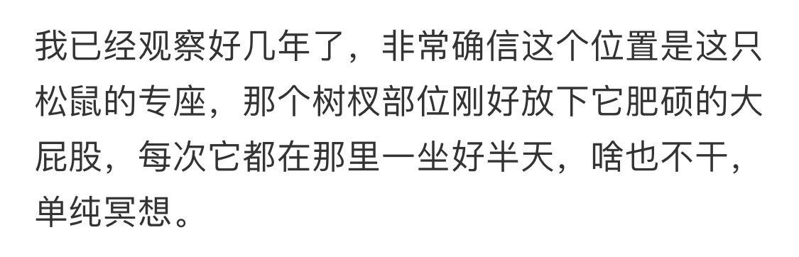 观察到了一只松鼠的专座 ​​​