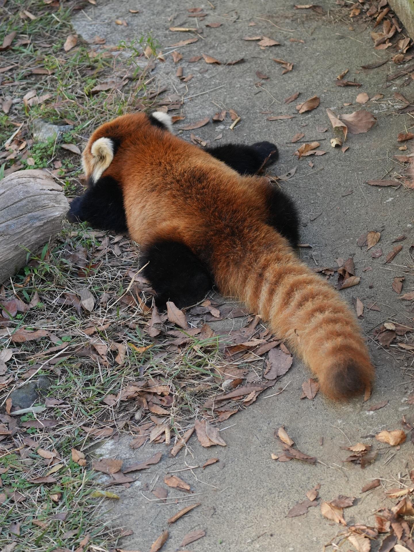 趴趴熊~~【ins：kiiro_128】 