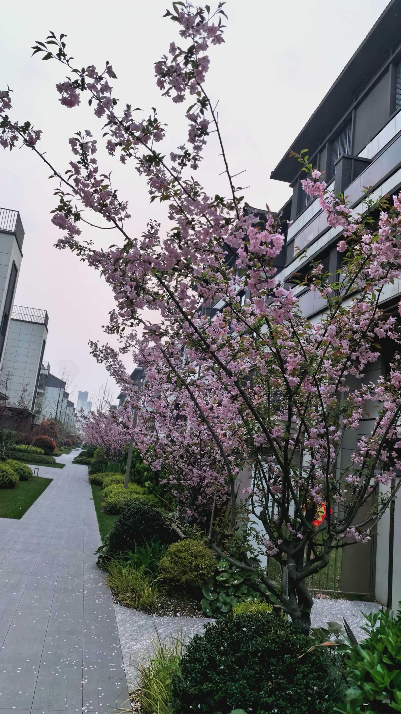 北京一行陪同流浪大师的是云中龙，而晓晓大宝铁拳刘辛等均不见踪影，尤其是晓晓没有出