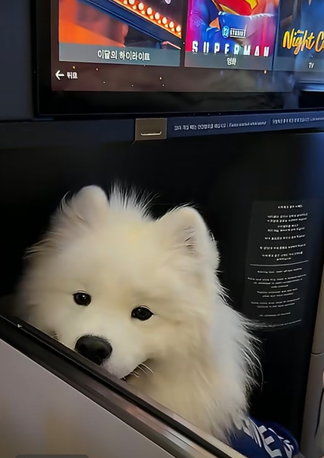 坐飞机时发现邻座是只耶耶可以骚扰邻座的耶耶乘客吗